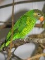 /album/lori-zlutozeleny-yellow-and-green-lorikeet/lori-zlutozeleny-2-jpg/